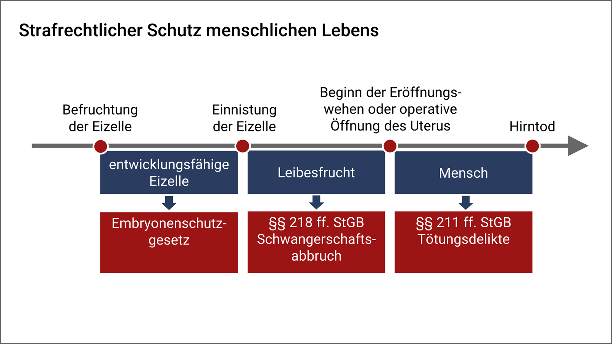 Folie mit dem Titel "Strafrechtlicher Schutz menschlichen Lebens"; auf der Zeitachse sind vier Punkte markiert: Befruchtung der Eizelle, Einnistung der Eizelle, Beginn der Eröffnungswehen oder operative Öffnung des Uterus und Hirntod. Die entwicklungsfähige Eizelle ist bis zu ihrer Einnistung durch das Embryonenschutzgesetz geschützt. Ab der Einnistung der Eizelle bis zur Beginn der Eröffnung der Eröffnungswehen spricht man von der Leibesfrucht. Sie ist durch die §§ 218 ff. StGB zum Schwangerschaftsabbruch geschützt. Der Mensch ist schließlich durch die Vorschriften zu den Tötungsdelikten nach §§ 211 ff. StGB geschützt.